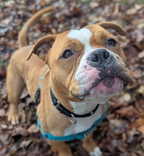Chum Chum, a Adoptable mixed breed in Troutdale, OR image 5/6