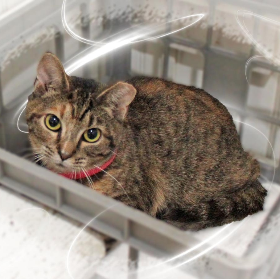 Clara, ADOPTABLE, Young Female Tabby.