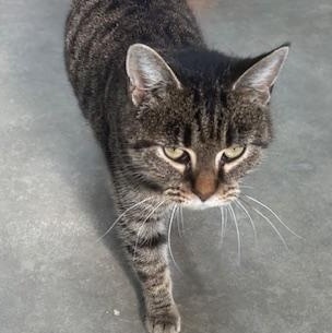 Enlarge Little Bit, a ADOPTABLE mixed breed in Bryan, OH image 1/2