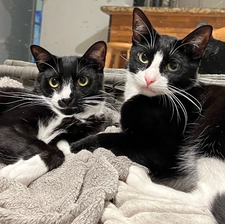 Tessie, a Adoptable Tuxedo in Melbourne, FL image 4/6