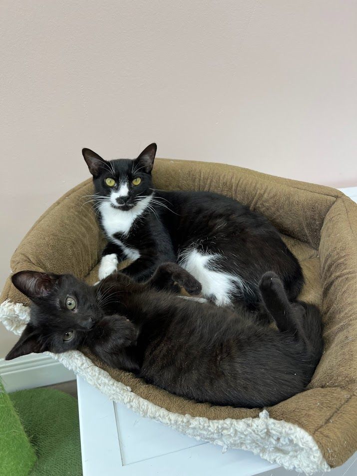 Tessie, a Adoptable Tuxedo in Melbourne, FL image 5/6