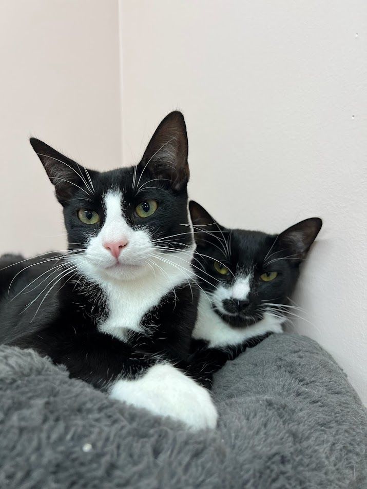 Tessie, a Adoptable Tuxedo in Melbourne, FL image 3/6