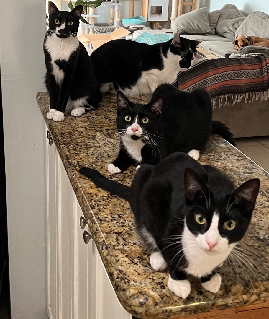 Tessie, a Adoptable Tuxedo in Melbourne, FL image 6/6