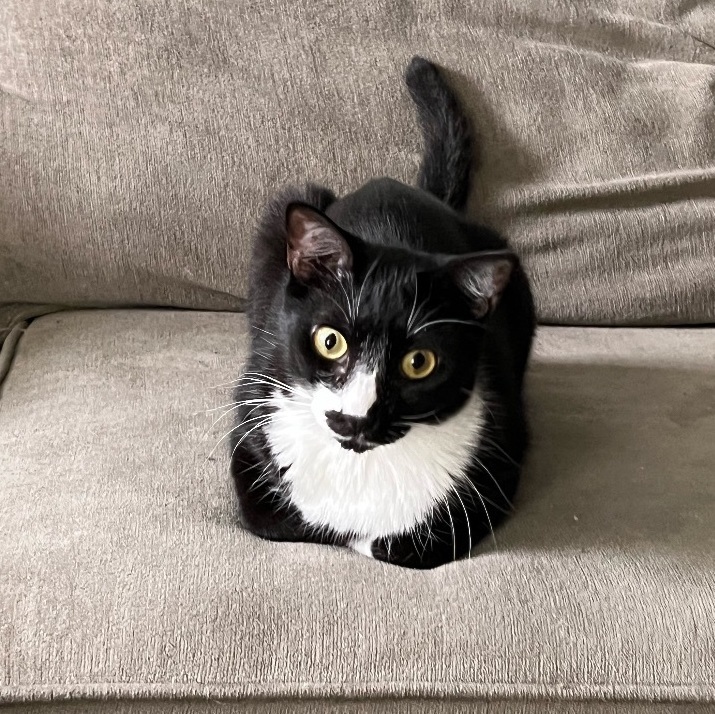 Tessie, a Adoptable Tuxedo in Melbourne, FL image 2/6