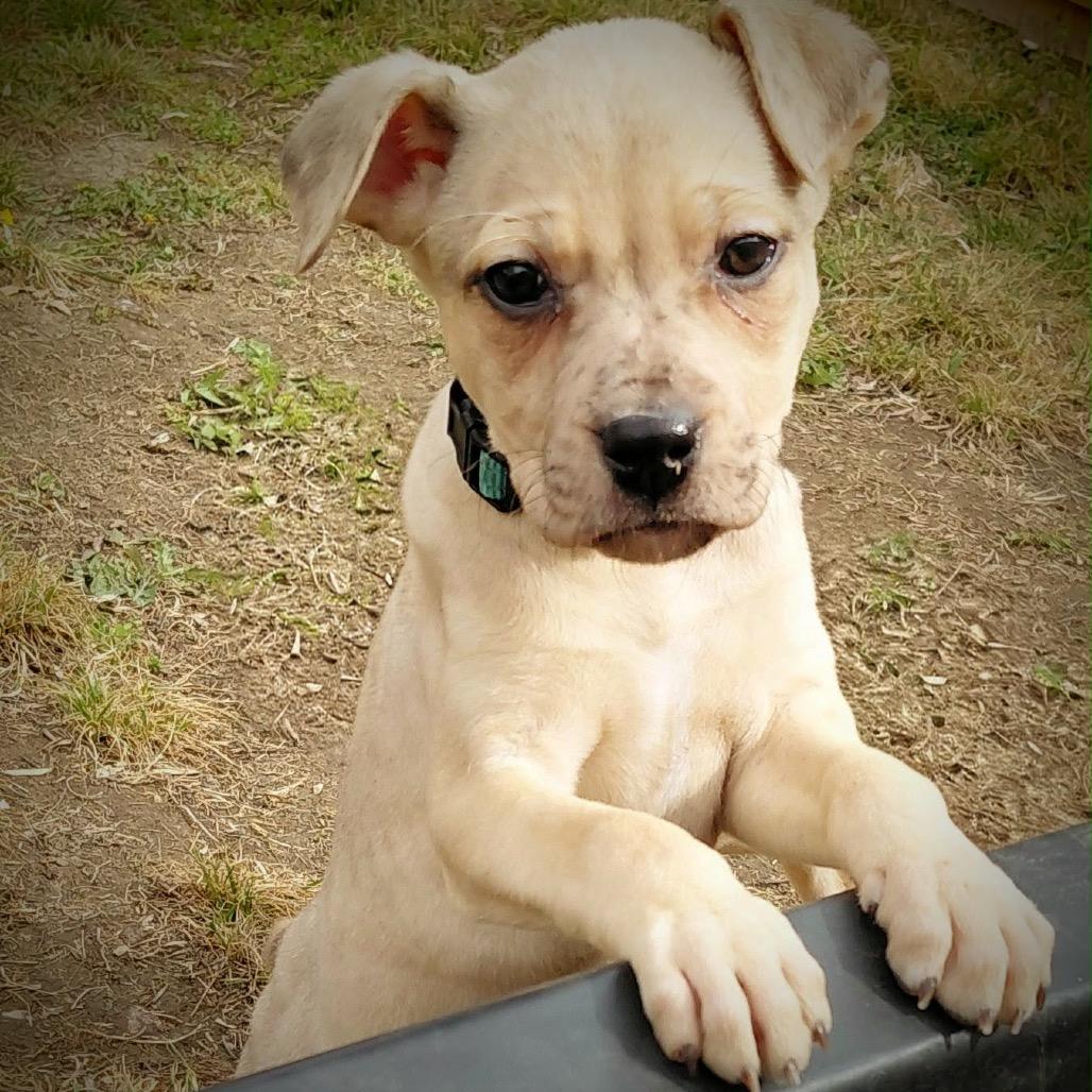 Eden, a ADOPTABLE mixed breed in Columbia, MO image 2/2