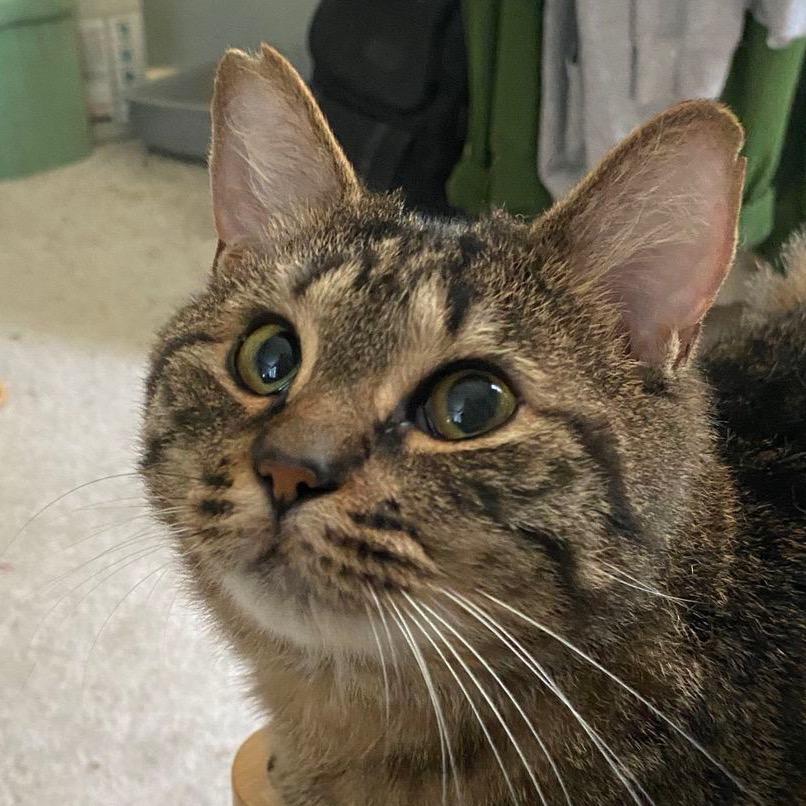 Rebel, Adoptable, Adult Male Domestic Medium Hair.