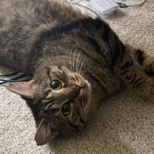 Enlarge Rebel, a Adoptable Domestic Medium Hair in Marietta, GA image 2/4