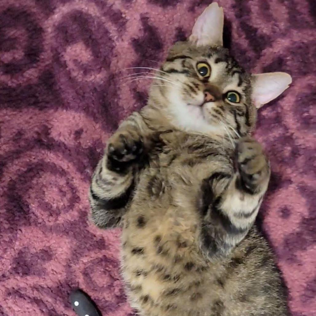 Enlarge Rebel, a Adoptable Domestic Medium Hair in Marietta, GA image 3/4