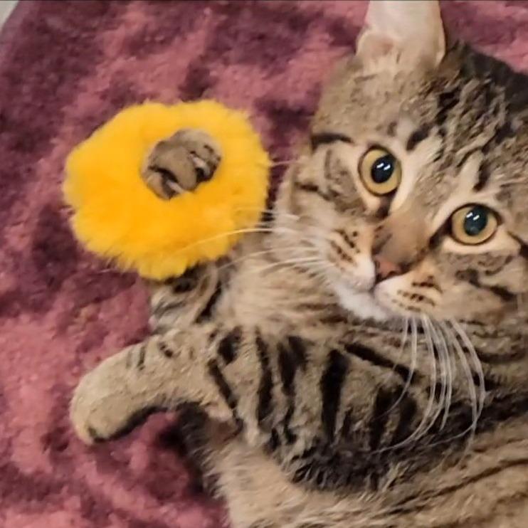 Enlarge Rebel, a Adoptable Domestic Medium Hair in Marietta, GA image 4/4