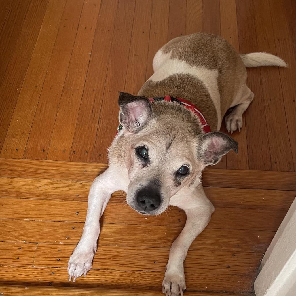 Hot Tub 14383, Adoptable, Senior Male Chihuahua.