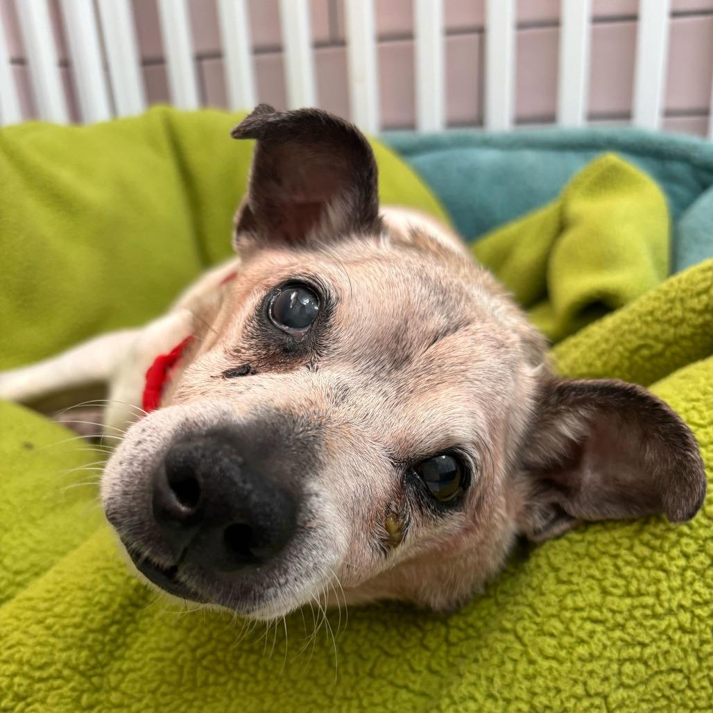 Enlarge Hot Tub 14383, a Adoptable Chihuahua in San Francisco, CA image 2/6