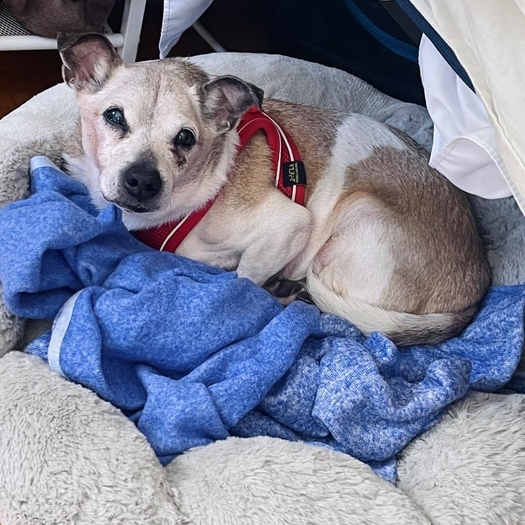 Enlarge Hot Tub 14383, a Adoptable Chihuahua in San Francisco, CA image 4/6