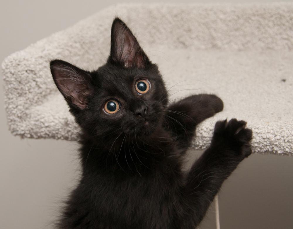 Callisto (gets adopted with Io), a Adoptable Domestic Long Hair in Westminster, CO image 3/5