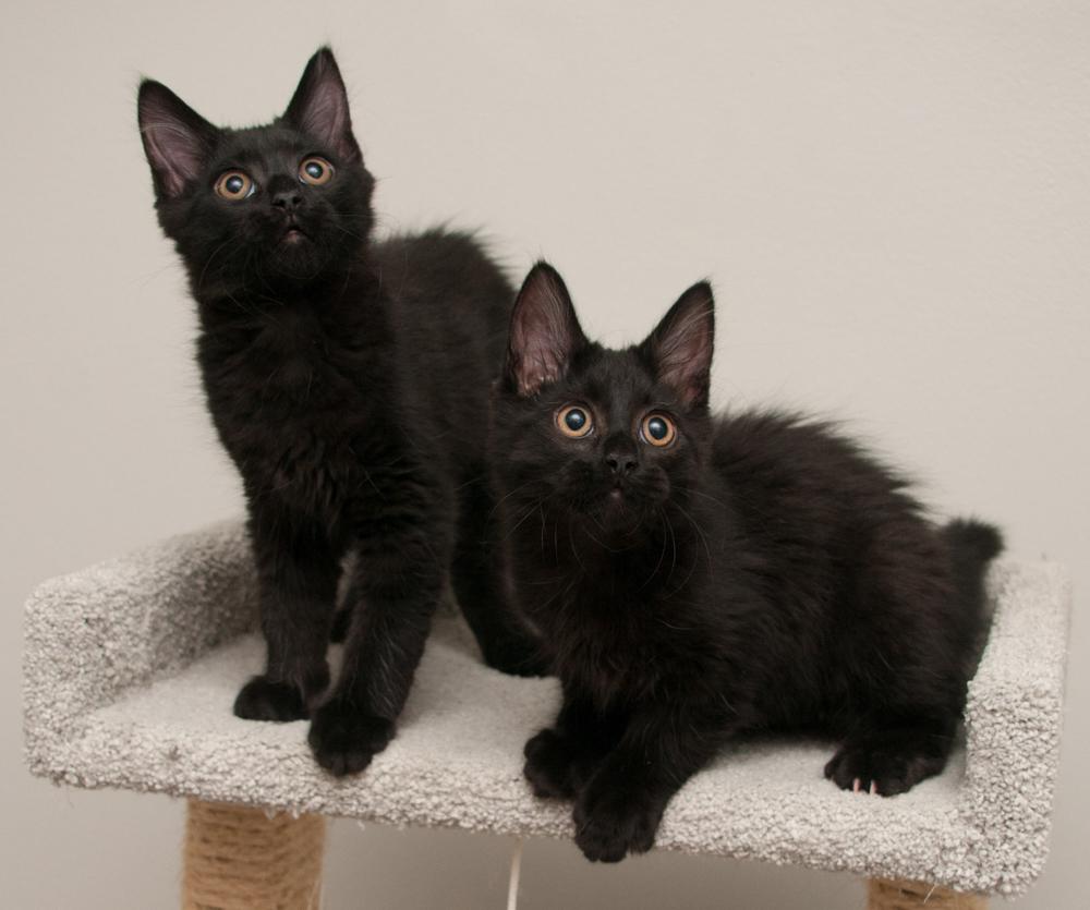 Callisto (gets adopted with Io), a Adoptable Domestic Long Hair in Westminster, CO image 5/5