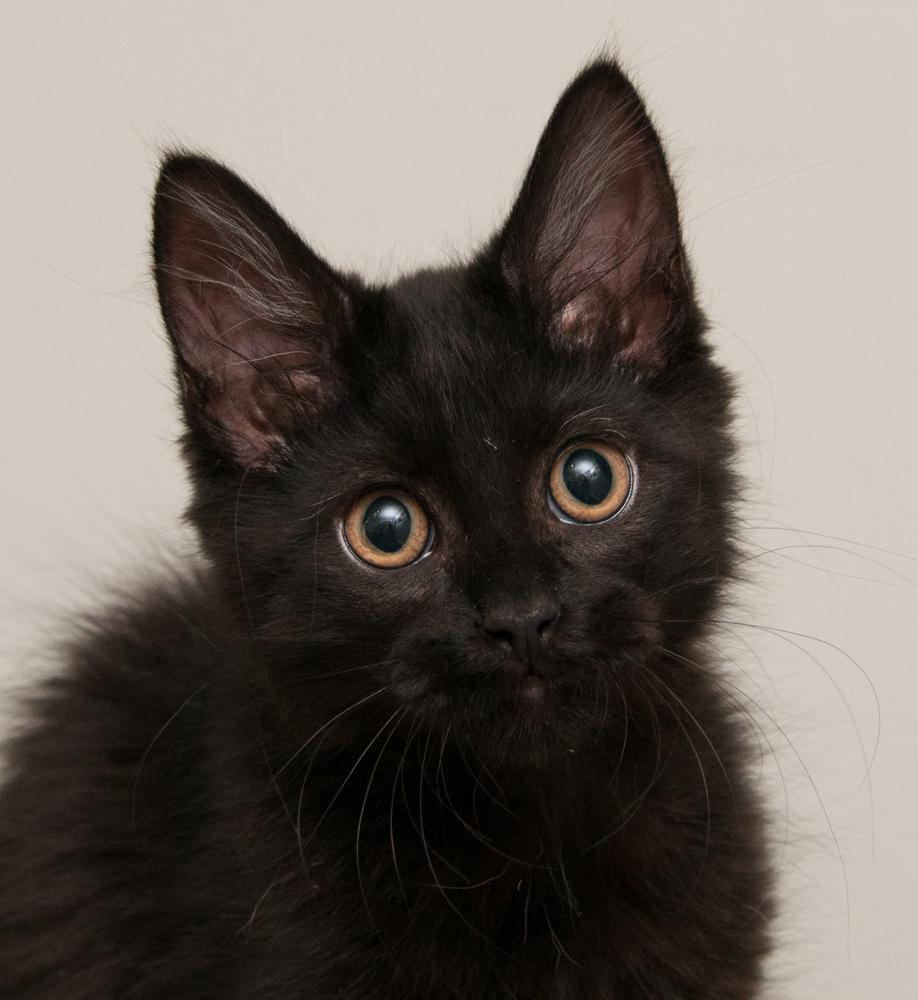 Callisto (gets adopted with Io), a Adoptable Domestic Long Hair in Westminster, CO image 1/5