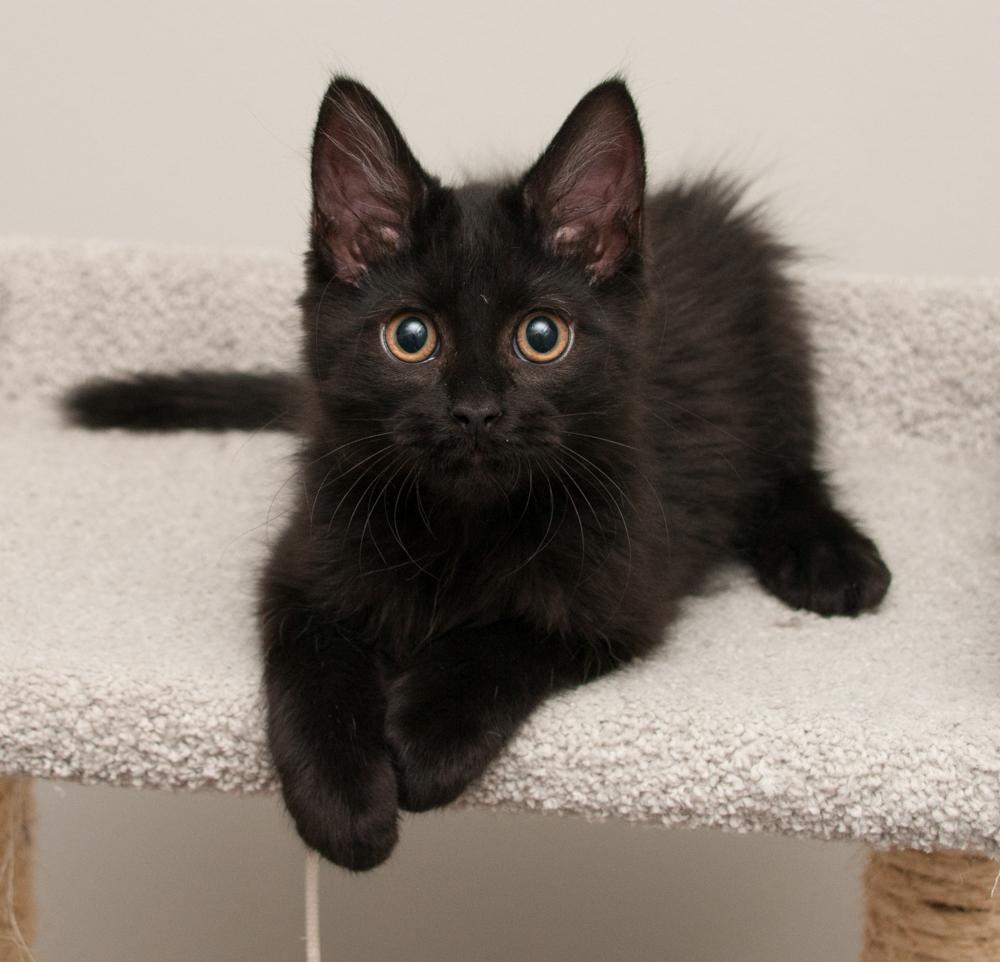 Callisto (gets adopted with Io), a Adoptable Domestic Long Hair in Westminster, CO image 4/5