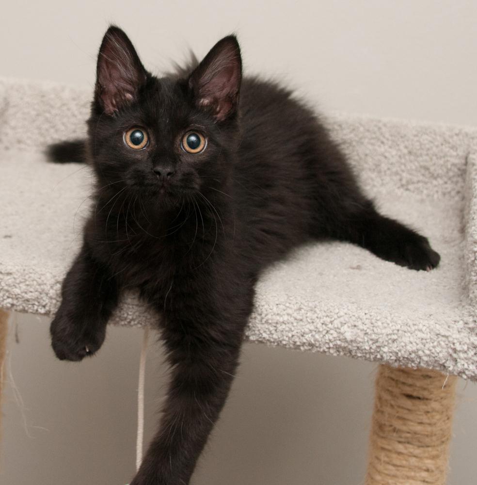 Callisto (gets adopted with Io), a Adoptable Domestic Long Hair in Westminster, CO image 2/5