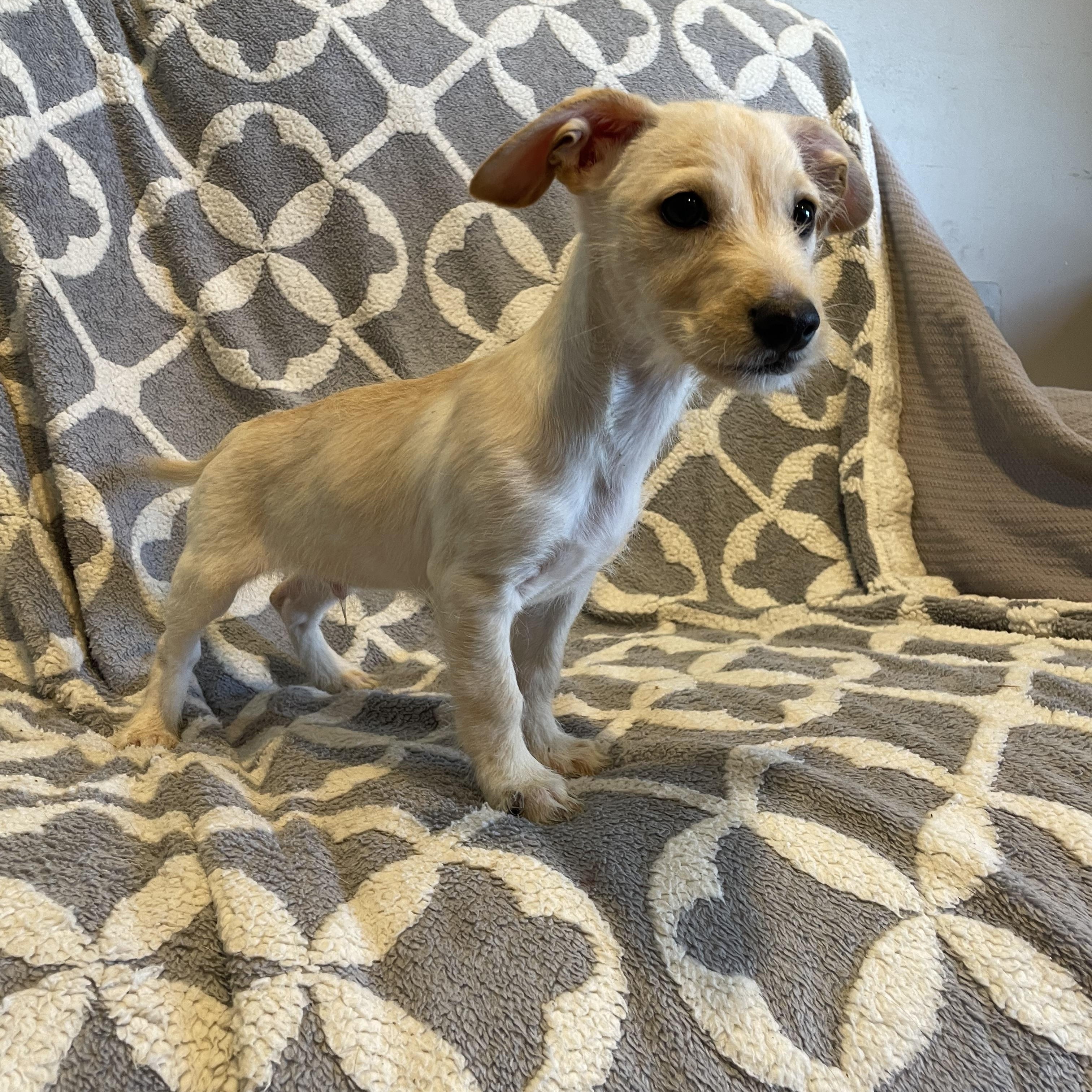 Saturday Adoption Event , an adopted Mixed Breed in Phoenix, AZ image 6/6