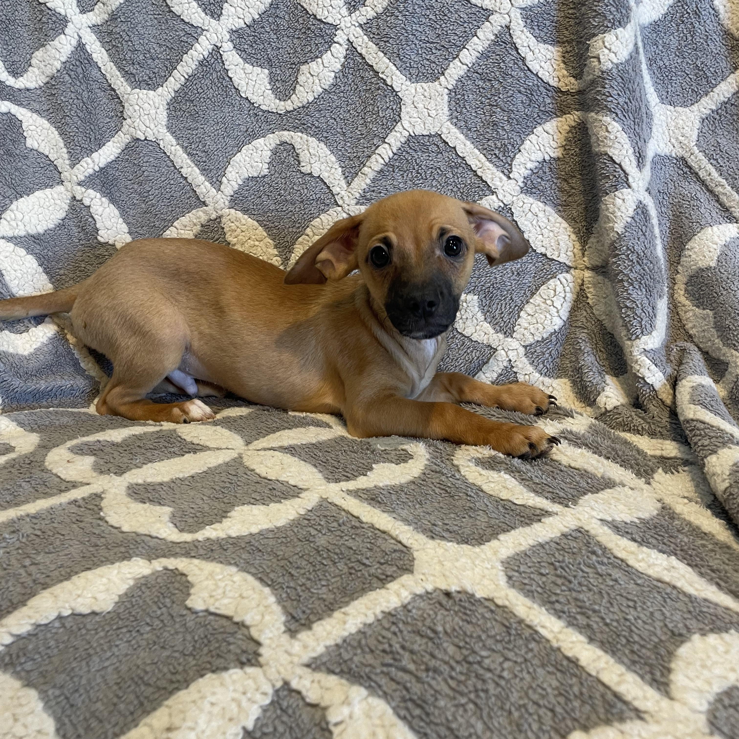 Saturday Adoption Event , an adopted Mixed Breed in Phoenix, AZ image 3/6