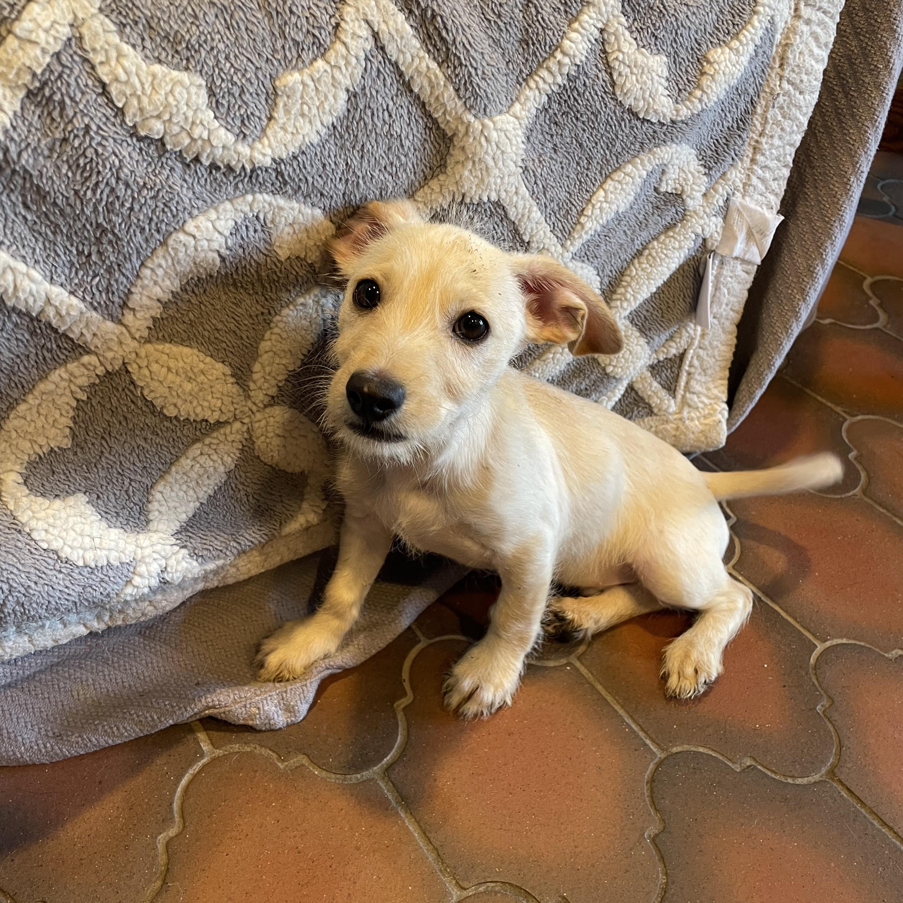 Saturday Adoption Event , an adopted Mixed Breed in Phoenix, AZ image 2/6