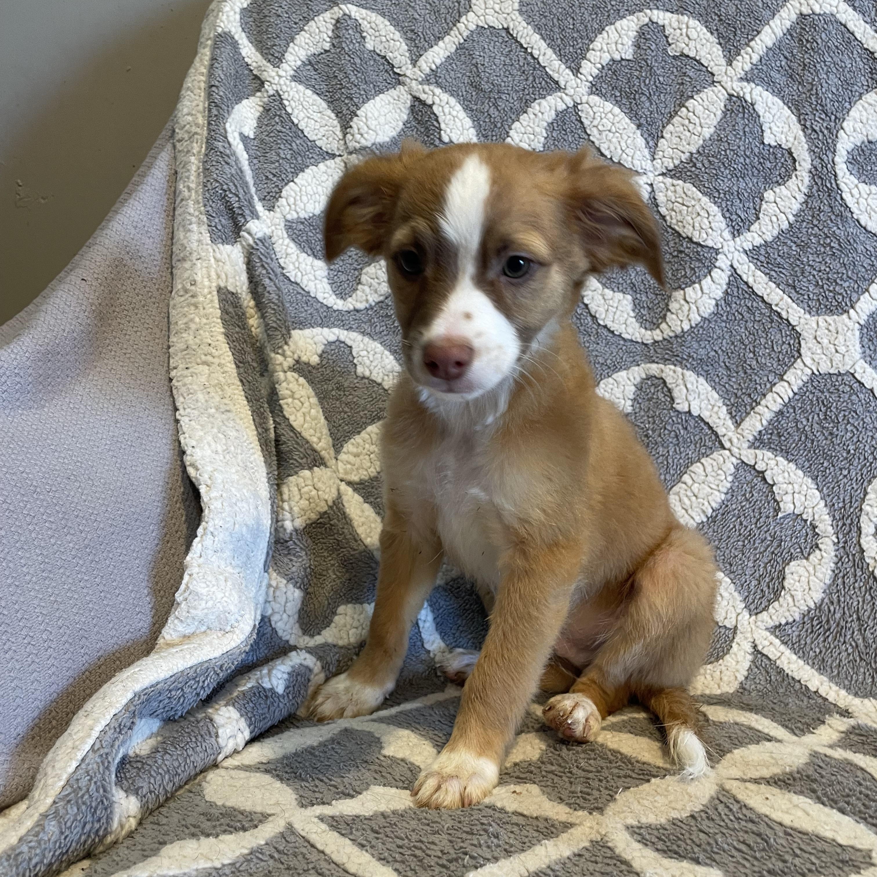 Saturday Adoption Event , an adopted Mixed Breed in Phoenix, AZ image 5/6