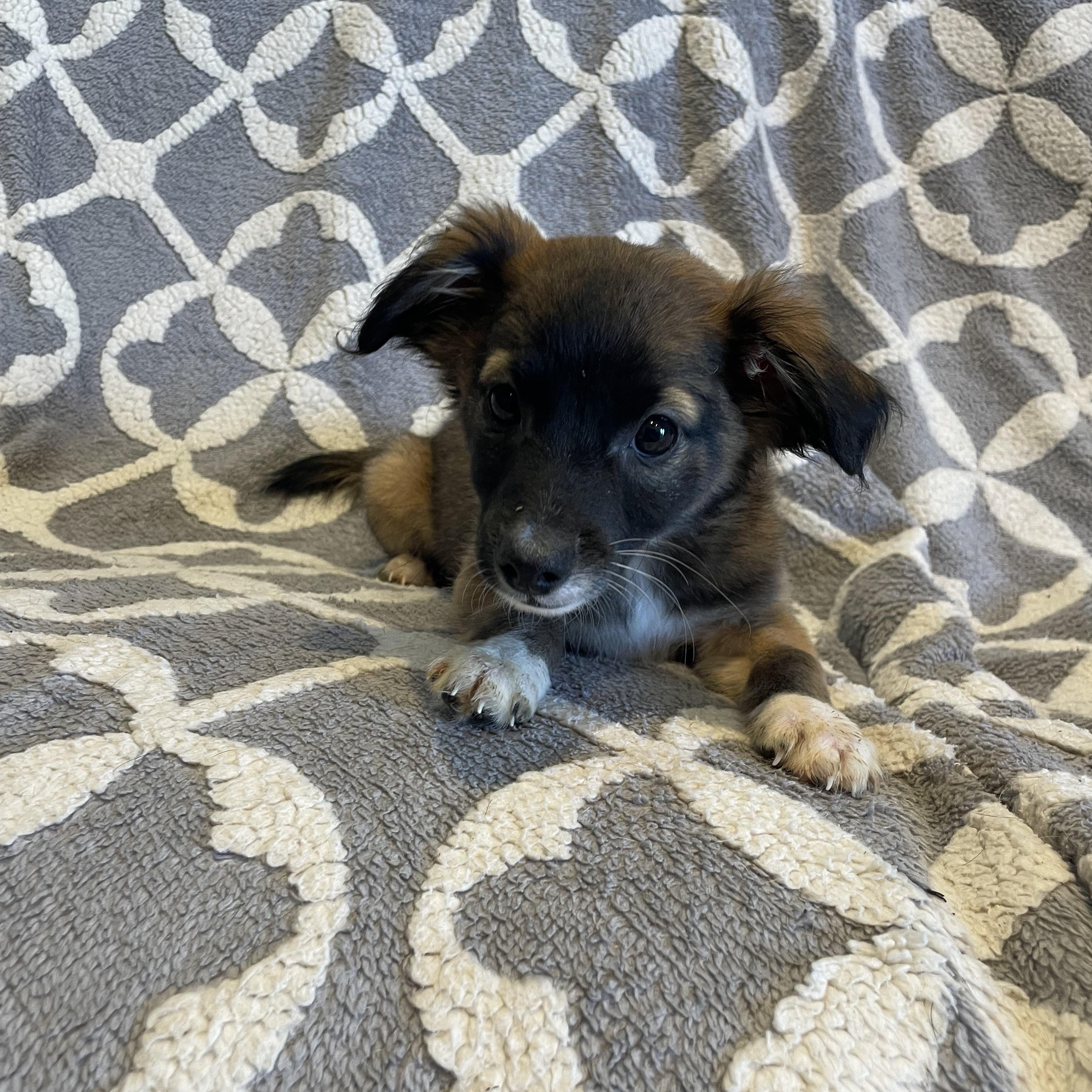 Saturday Adoption Event , an adopted Mixed Breed in Phoenix, AZ image 4/6