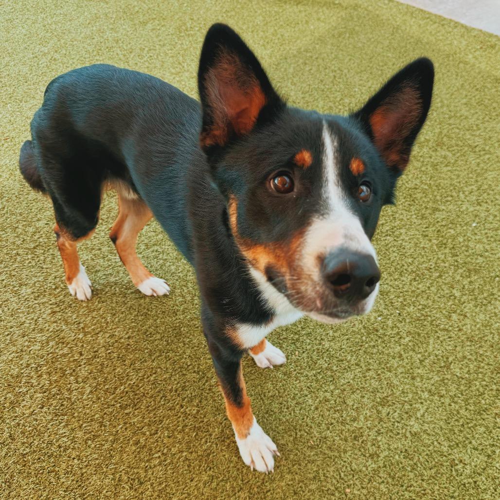 Jax, an adopted mixed breed in Hays, KS image 5/6