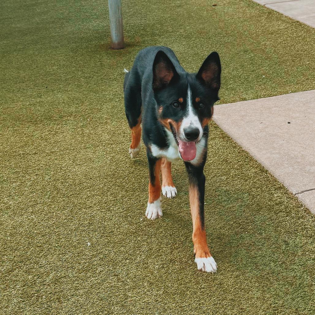 Jax, an adopted mixed breed in Hays, KS image 6/6