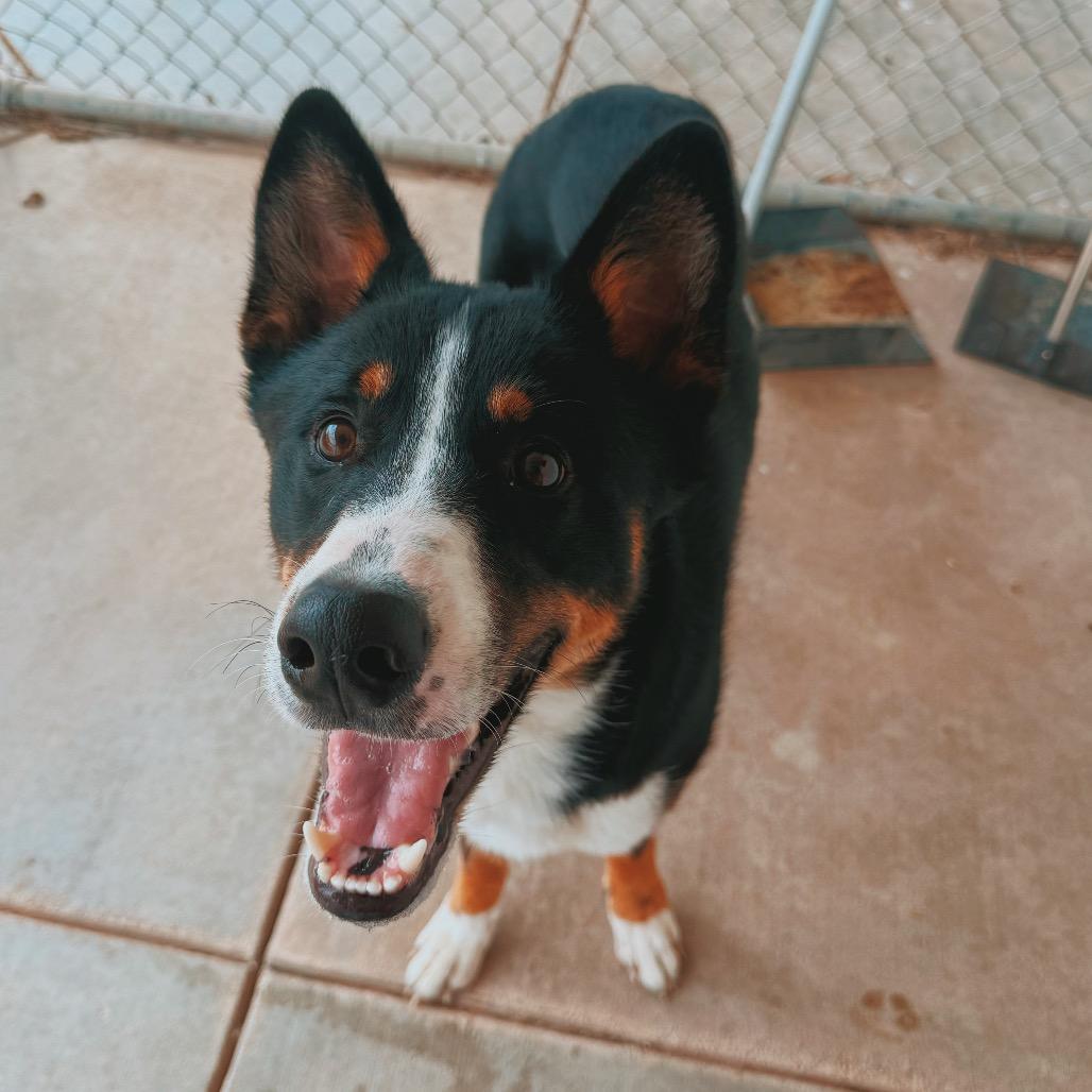 Jax, an adopted mixed breed in Hays, KS image 2/6