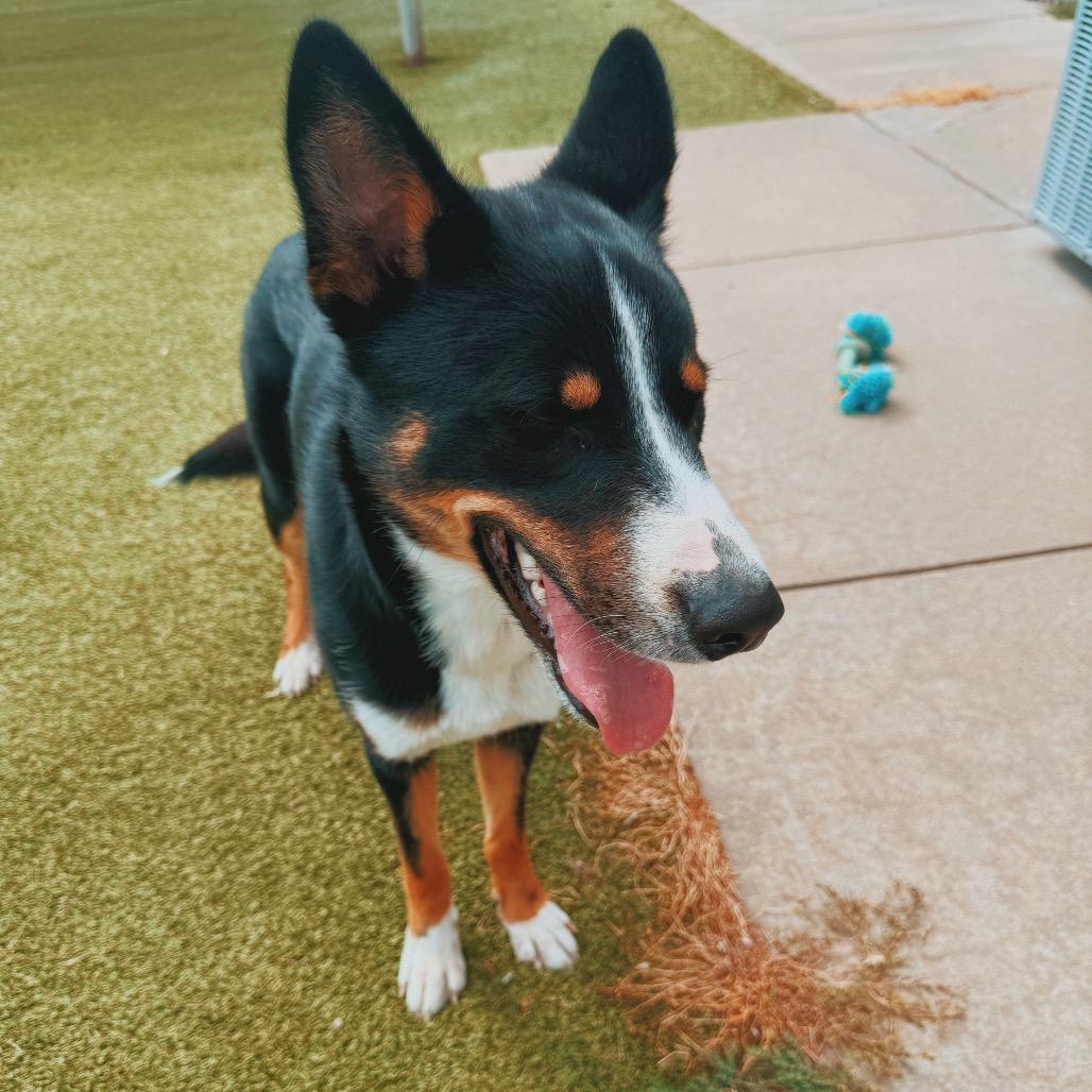 Jax, an adopted mixed breed in Hays, KS image 3/6