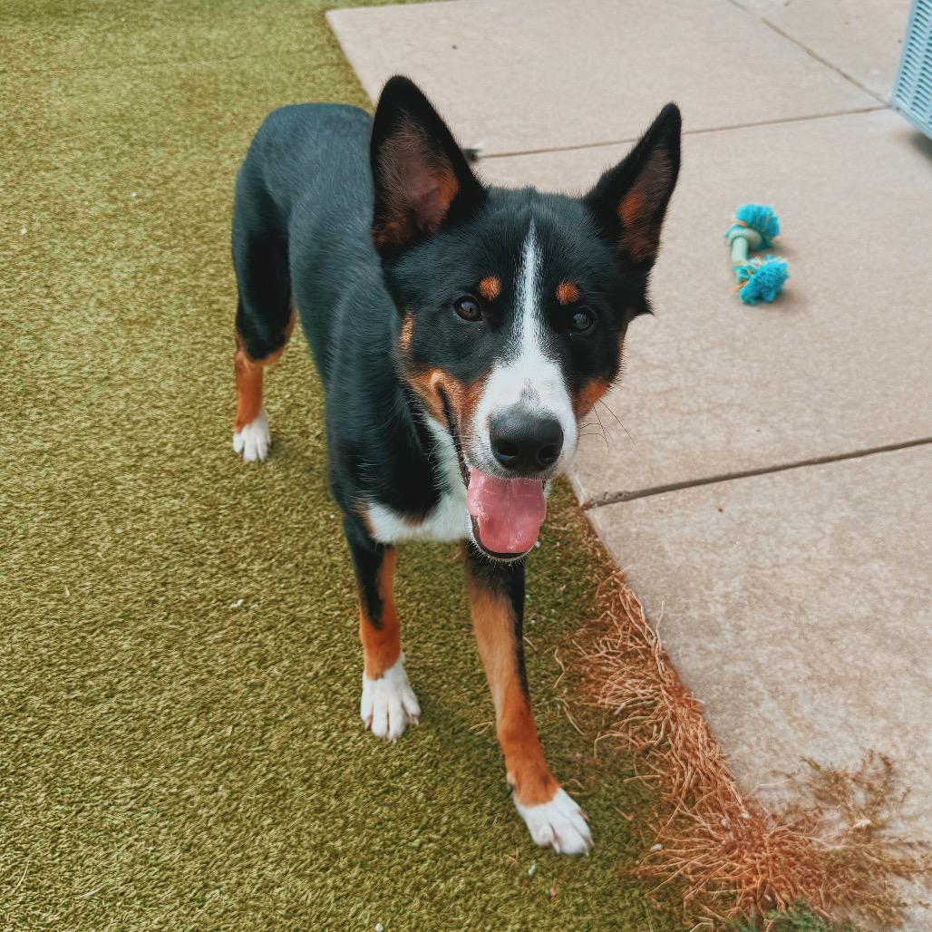 Jax, an adopted mixed breed in Hays, KS image 4/6