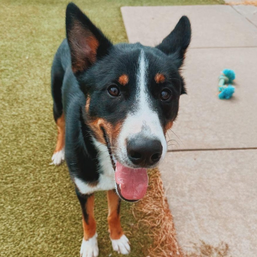 Jax, adopted, Adult Male Husky & Shepherd.