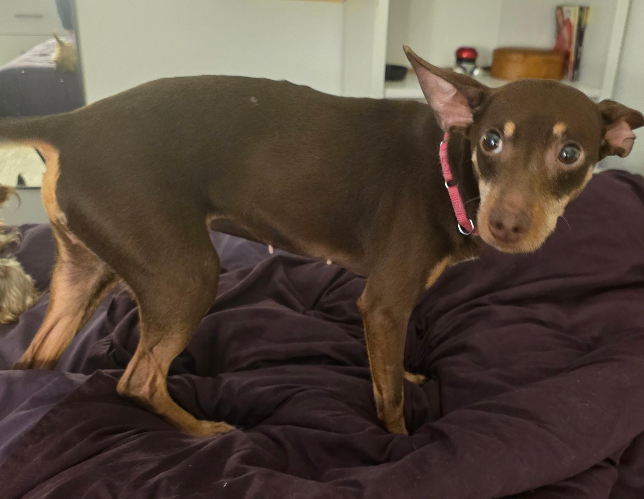 GRACE, an adopted mixed breed in New York, NY image 6/6