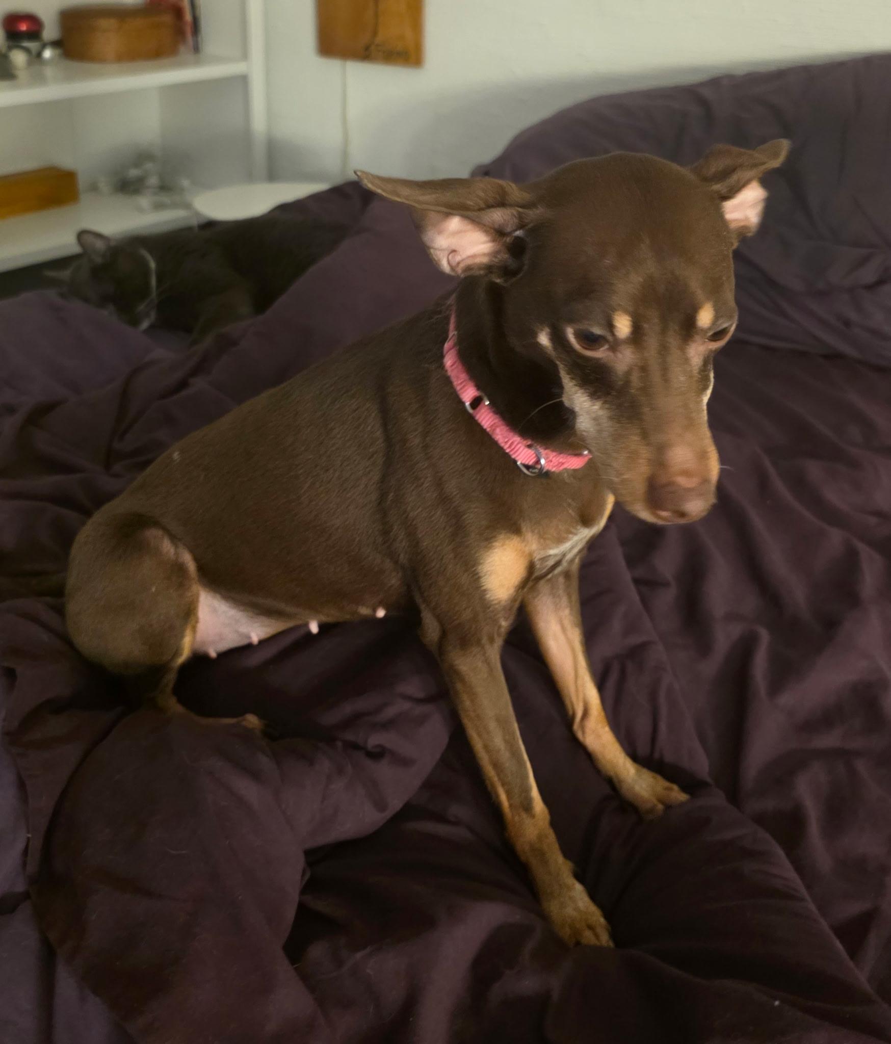 GRACE, an adopted mixed breed in New York, NY image 4/6