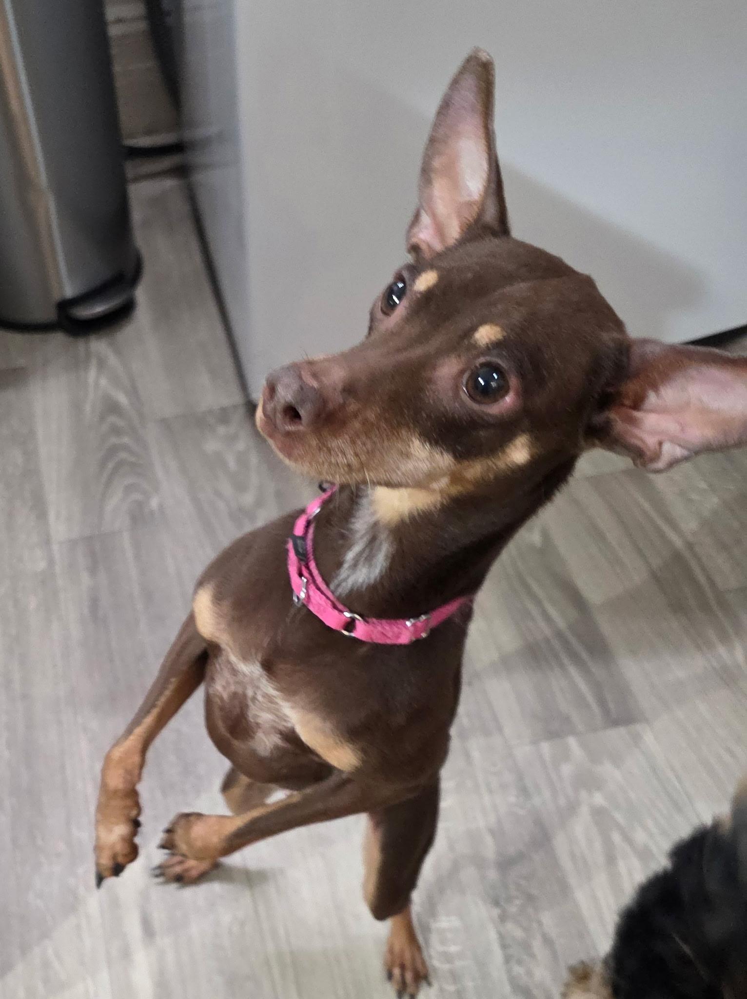GRACE, an adopted mixed breed in New York, NY image 5/6