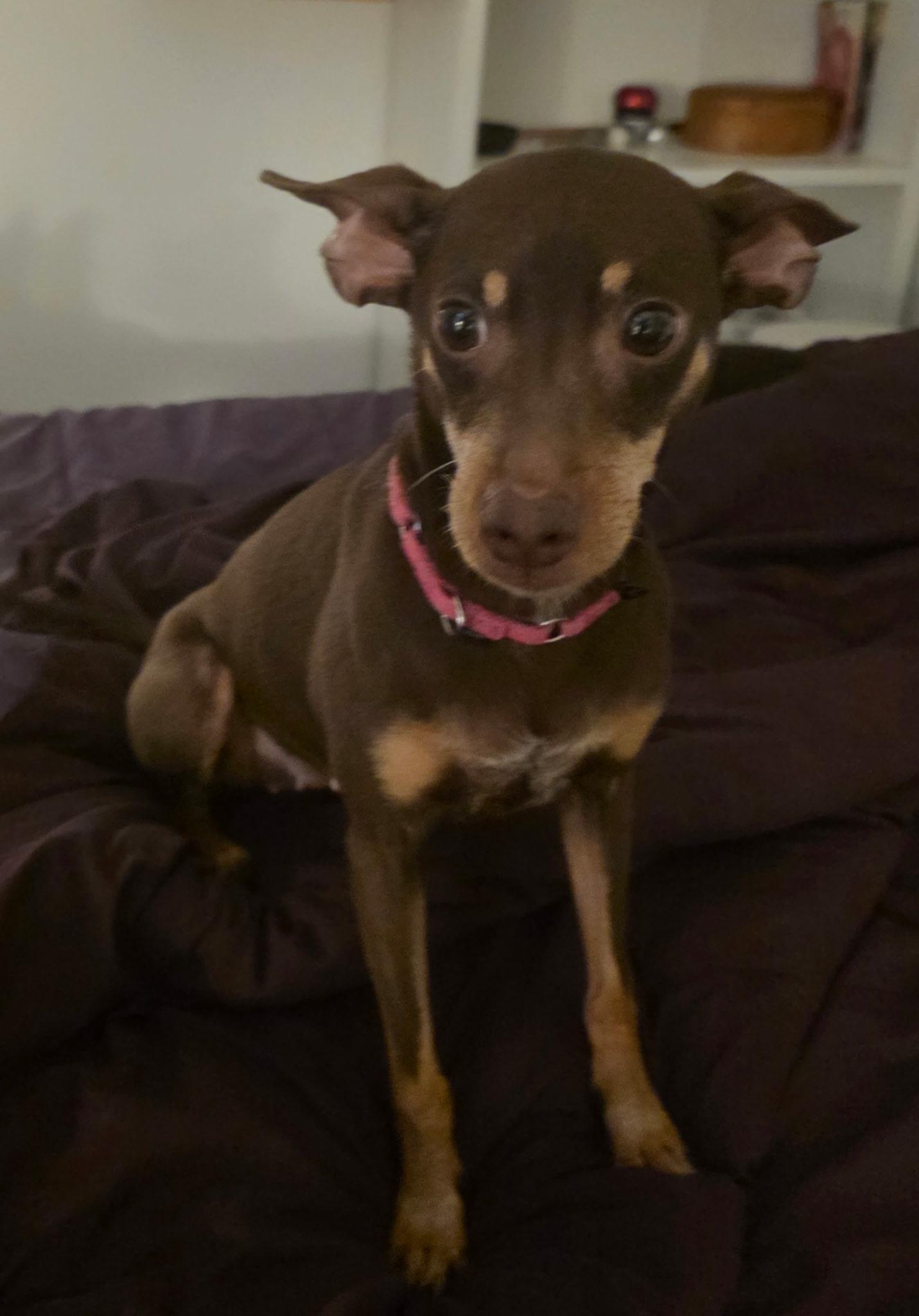 GRACE, an adopted mixed breed in New York, NY image 2/6
