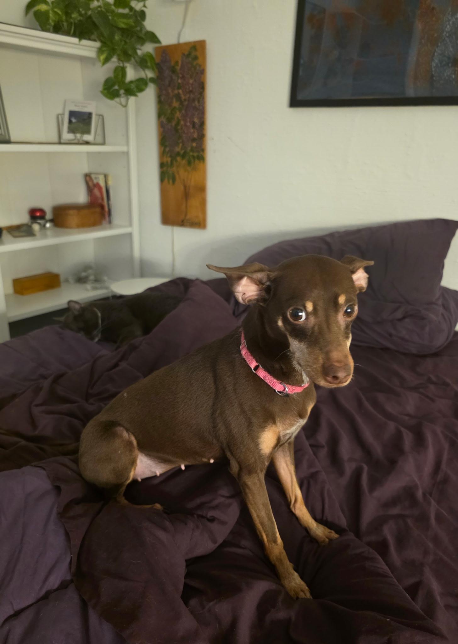 GRACE, an adopted mixed breed in New York, NY image 3/6