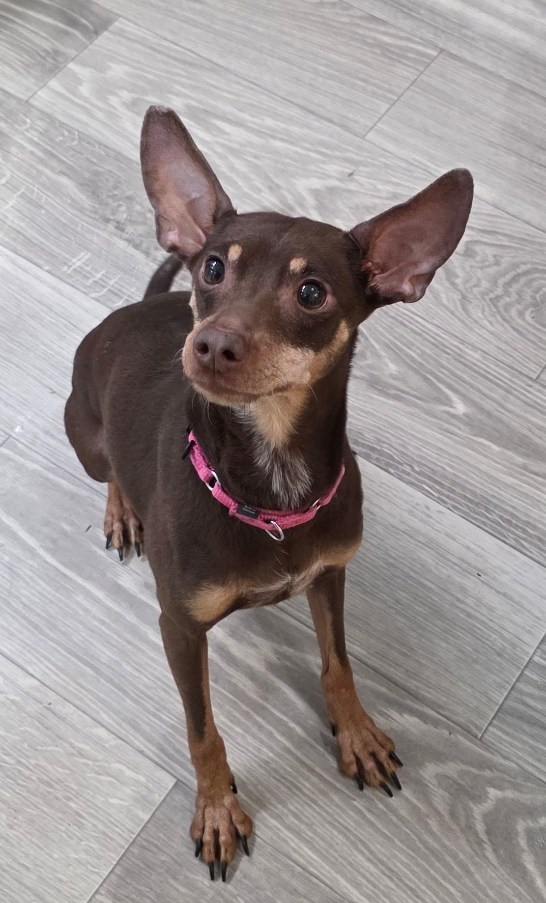 GRACE, an adopted mixed breed in New York, NY image 1/6