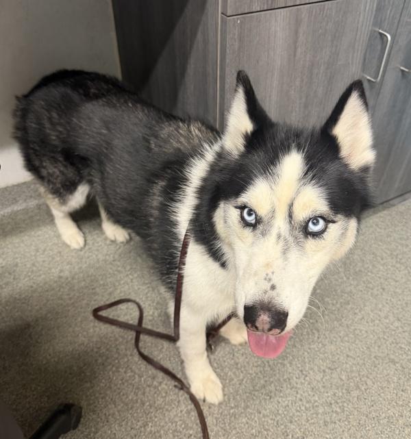 Enlarge Zoro, a Adoptable mixed breed in Escondido, CA image 1/1