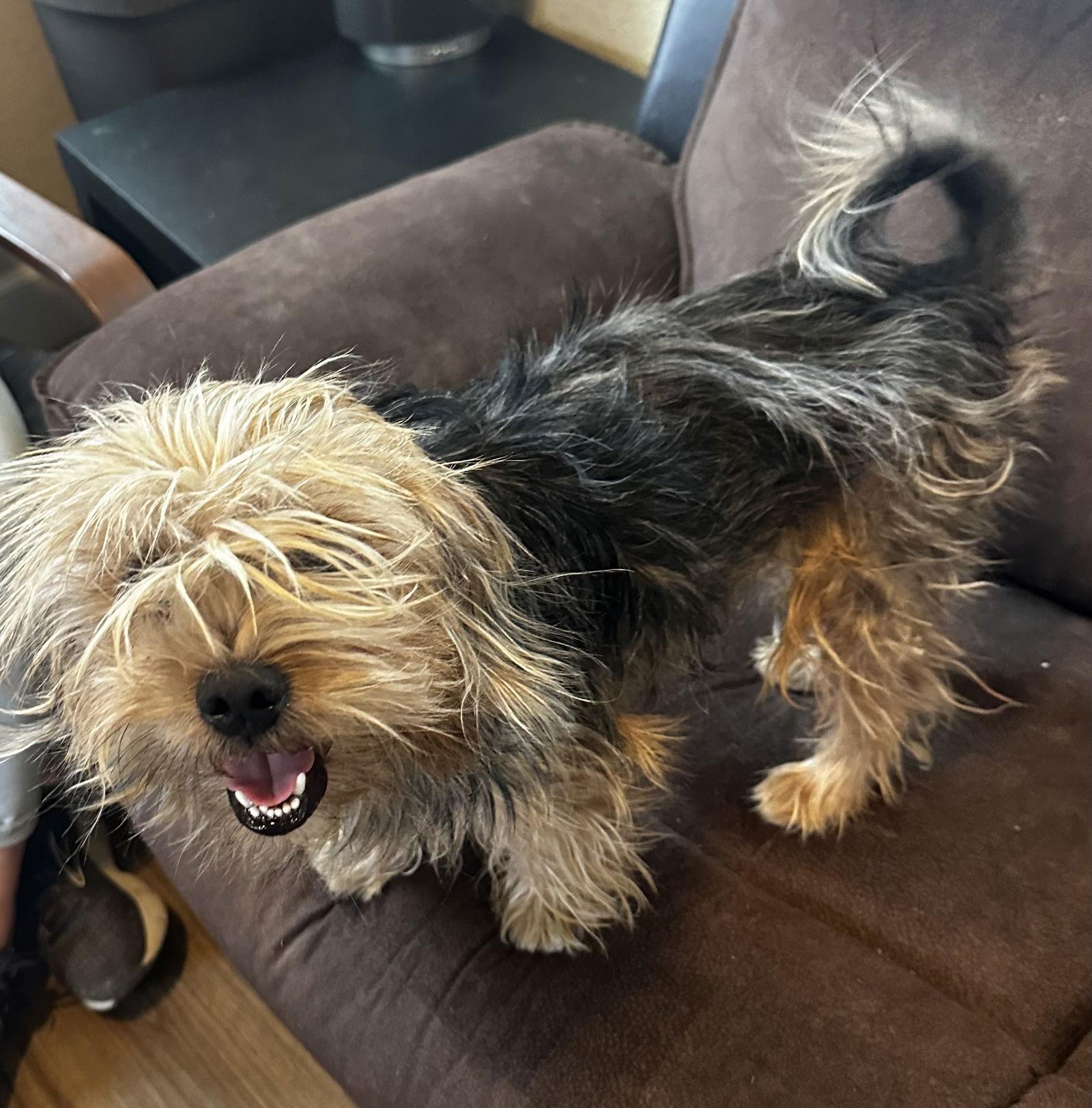 Enlarge Peanut, a Adopted Yorkshire Terrier in Pipe Creek, TX image 1/3