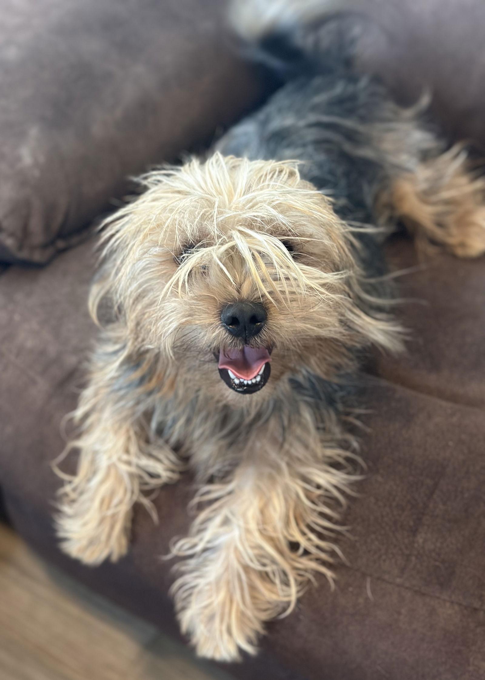 Enlarge Peanut, a Adopted Yorkshire Terrier in Pipe Creek, TX image 2/3