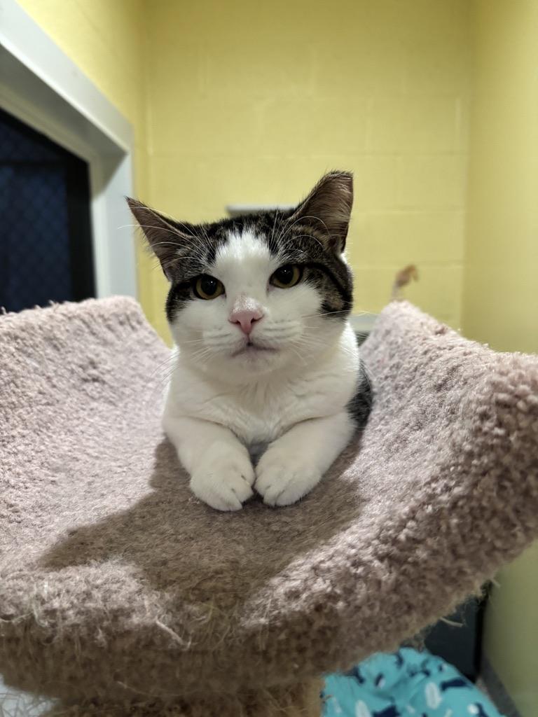 Minnie, a ADOPTABLE Tabby in Kinnelon, NJ image 3/3