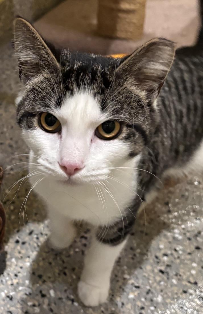 Minnie, ADOPTABLE, Young Female Tabby.