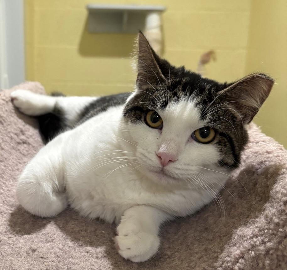 Enlarge Minnie, a ADOPTABLE Tabby in Kinnelon, NJ image 4/4