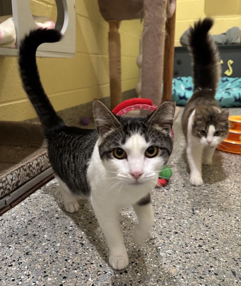 Minnie, a ADOPTABLE Tabby in Kinnelon, NJ image 2/3