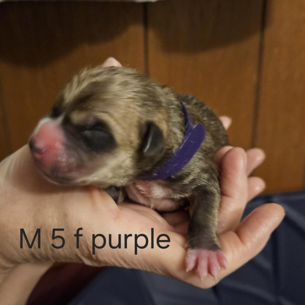 Misty's Pup- Tia — thumbnail 2