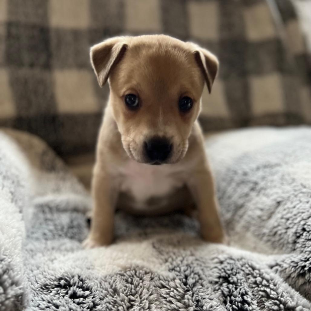 Misty's Pup- Tia — thumbnail 3