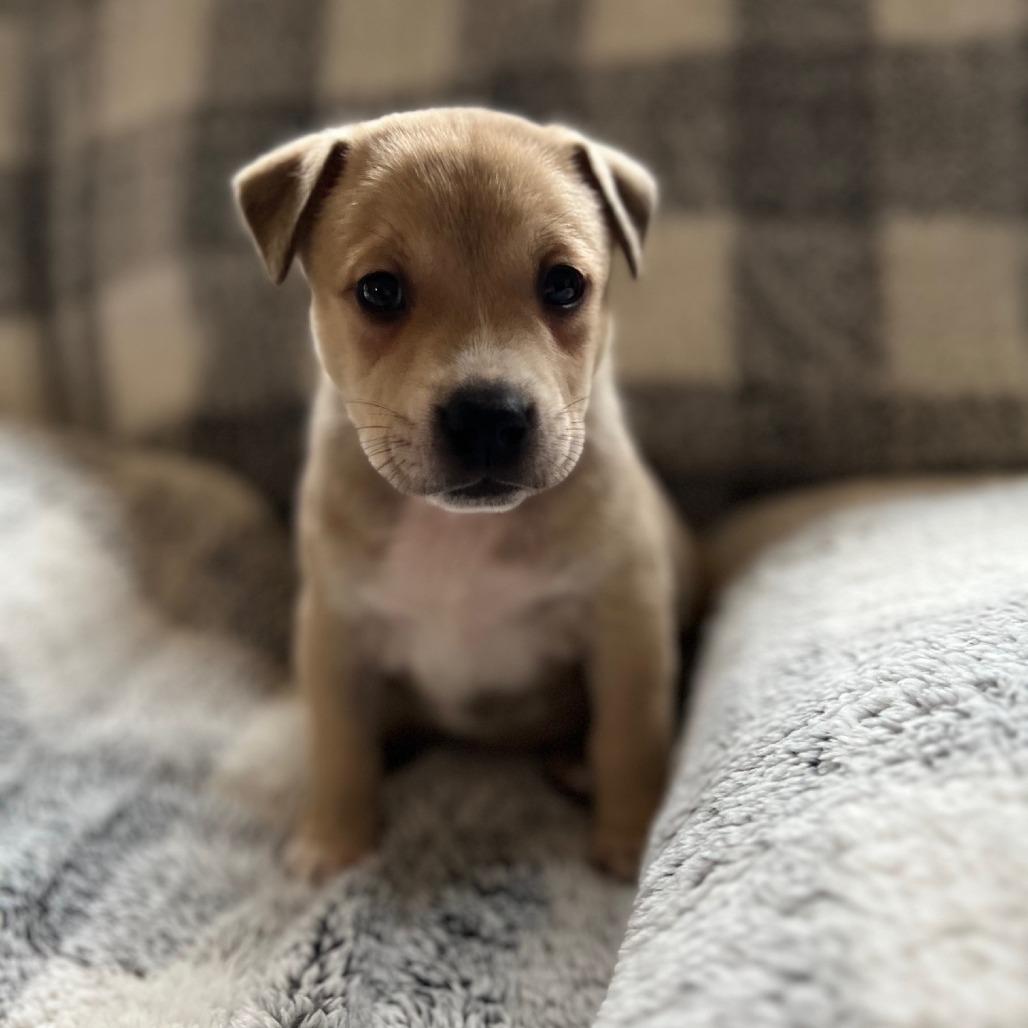 Misty's Pup- Tia — thumbnail 4