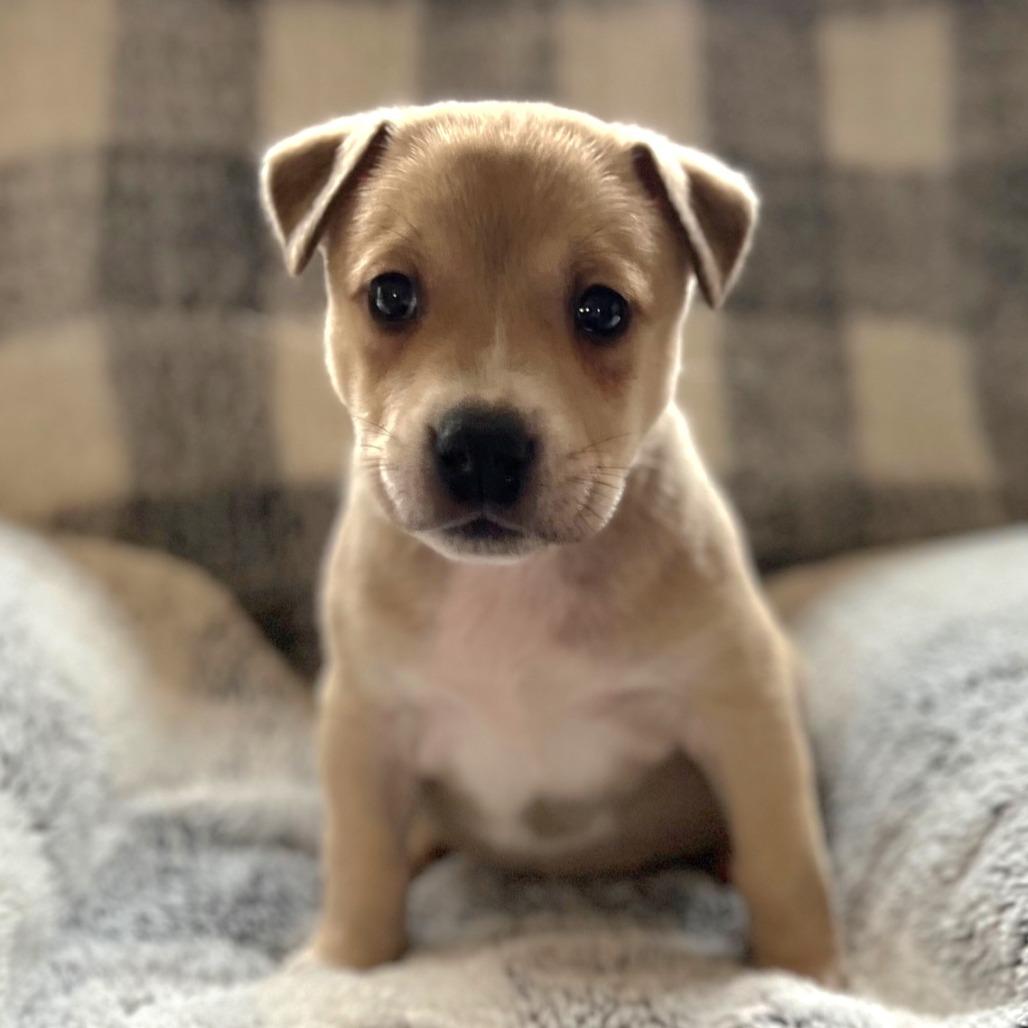 Misty's Pup- Tia — thumbnail 5