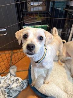 Finnegan, a Adopted mixed breed in San Diego, CA image 1/3